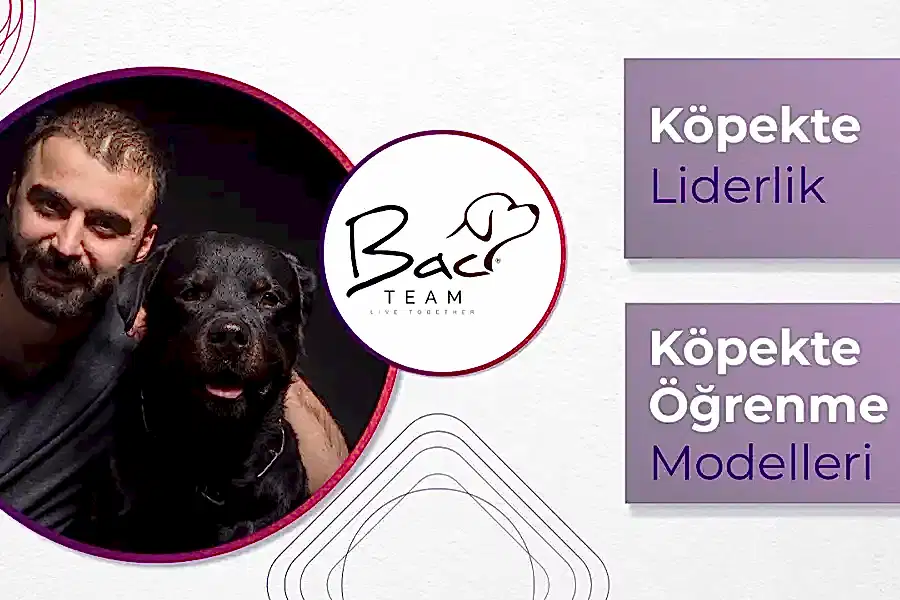 Köpekte Liderlik ve Öğrenme Modelleri